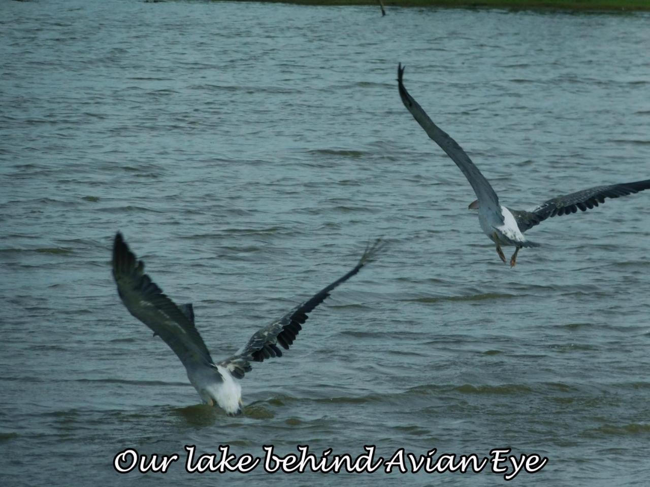 Yala Avian Eye Safari Appartement Buttala Buitenkant foto