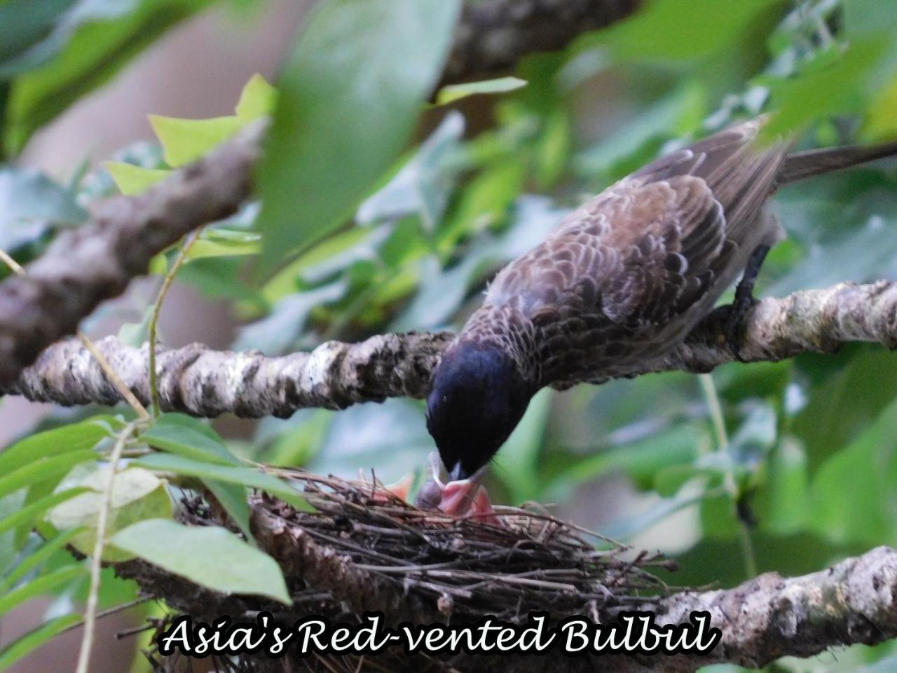 Yala Avian Eye Safari Appartement Buttala Buitenkant foto